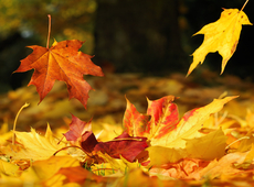 Herfstfotozoektocht